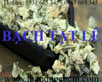 Tác dụng của bạch tật lê trong điều trị sỏi thận sỏi mật tốt nhất