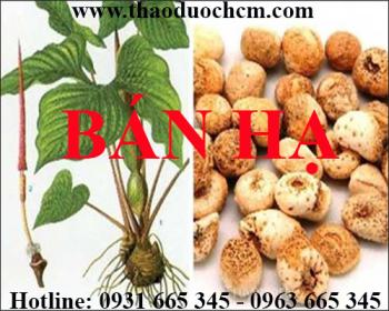 Mua bán bán hạ (củ chóc) tại quận 12 có tác dụng chống nôn mửa khi mang thai