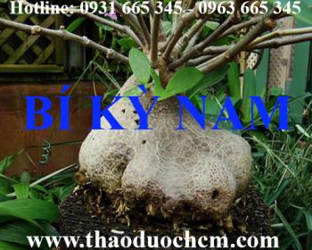 Mua bán cây bí kỳ nam tại quận long biên rất tốt trong điều trị vàng da