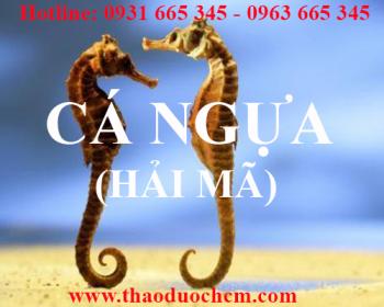 Mua bán cá ngựa (hải mã) tại huyện đan phượng giúp điều trị suy nhược cơ thể