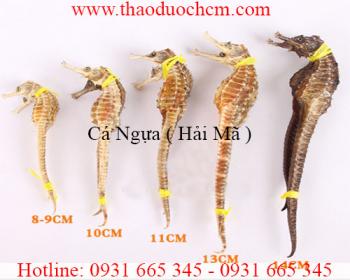 Mua bán cá ngựa (hải mã) ở hà tĩnh có tác dụng chữa xuất tinh sớm
