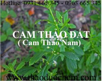 Mua bán cam thảo đất tại quận hà đông có tác dụng thanh nhiệt cơ thể