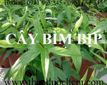 Mua bán cây bìm bịp tại huyện ba vì có tác dụng giảm đau do gãy xương