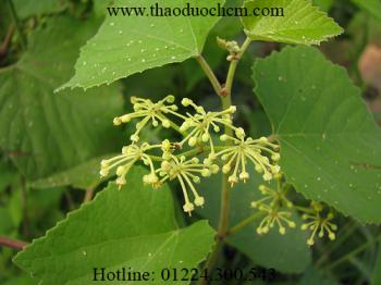 Mua bán cây chìa vôi tại quảng ninh điều trị thoái hóa cột sống rất tốt