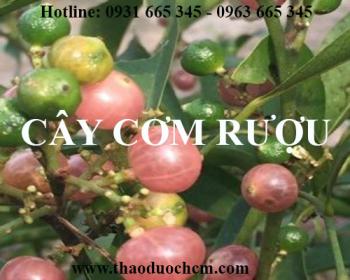 Mua bán cây cơm rượu tại cần thơ điều trị viêm loét dạ dày rất hiệu quả