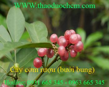 Mua bán cây cơm rượu tại quận gò vấp giúp điều trị viêm loét dạ dày