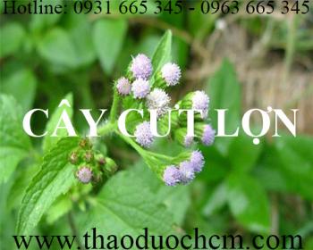 Mua cây cứt lợn (cỏ hôi) ở đâu tại hà nội uy tín chất lượng nhất ???