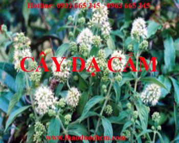 Mua bán cây dạ cẩm tại điện biên có tác dụng trị trào ngược thực quản