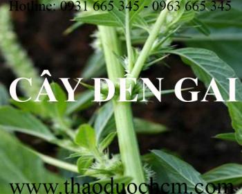 Mua bán cây dền gai tại bến tre có tác dụng điều trị mụn nhọt hiệu quả