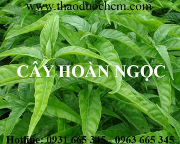 Mua bán cây hoàn ngọc tại huyện phú xuyên có tác dụng trị huyết áp