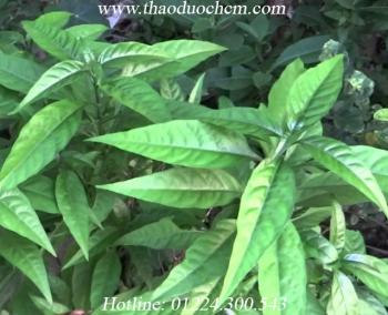 Mua bán cây hoàn ngọc tại nhà bè giúp điều trị chảy máu do chấn thương