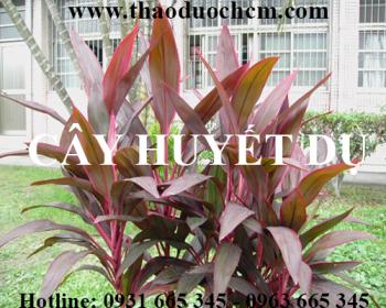 Mua bán cây huyết dụ tại bạc liêu có tác dụng bổ máu cho cơ thể hiệu quả