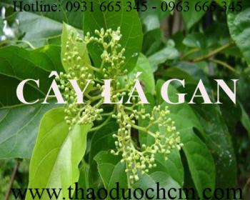 Mua bán cây lá gan tại sơn tây giúp giảm mỡ máu hiệu quả tốt nhất