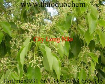 Mua bán cây long não tại vĩnh long hỗ trợ điều trị phong thấp rất tốt