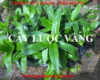 Mua bán cây lược vàng tại huyện thanh oai hỗ trợ điều trị vảy nến tốt nhất