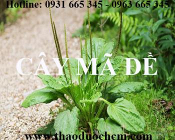 Mua bán cây mã đề tại quận thanh xuân giúp thanh nhiệt giải độc hiệu quả