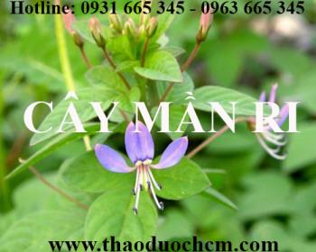 Mua bán cây mần ri tại huyện hoài đức có tác dụng điều trị bí tiểu an toàn nhất