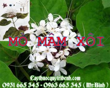 Mua bán cây mò mâm xôi tại huyện gia lâm có tác dụng điều trị cao huyết áp