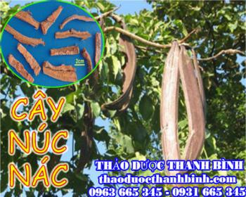 Mua bán cây núc nác tại quận hoàng mai có tác dụng chữa viêm đường tiết niệu