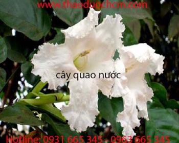 Mua bán cây quao nước tại vĩnh phúc có tác dụng kháng khuẩn rất hiệu quả