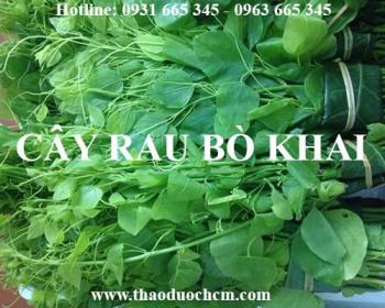 Tác dụng của rau bò khai trong điều trị viêm gan siêu vi tốt nhất