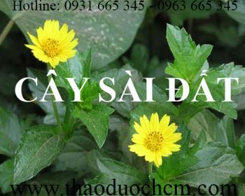 Mua bán cây sài đất tại tuyên quang dùng điều trị sốt rét sốt cao