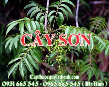 Mua bán cây sơn tại quận 1 có tác dụng điều trị mụn hiệu quả nhất