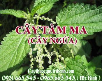 Mua bán cây tầm ma (cây ngứa) tại huyện thanh oai rất tốt trong việc trị viêm khớp