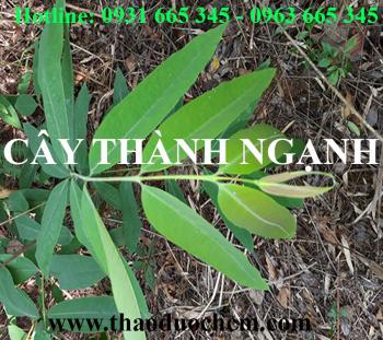 Mua bán cây thành ngạnh tại huyện từ liêm giúp điều trị đau mắt đỏ hiệu quả