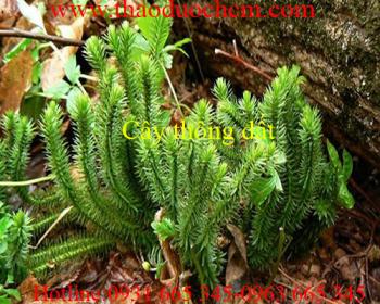 Mua bán cây thông đất tại quận 2 có tác dụng điều trị thấp khớp hiệu quả