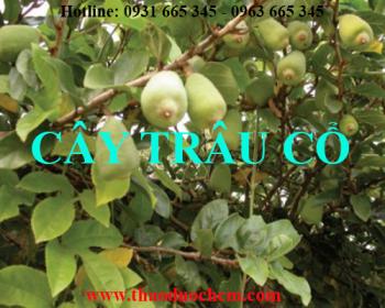 Mua bán cây trâu cổ tại huyện từ liêm giúp kích thích tuyến sữa hiệu quả