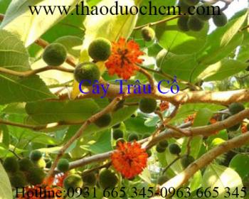 Tác dụng của cây trâu cổ trong điều trị mộng tinh hiệu quả nhất