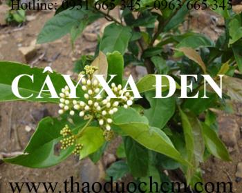 Mua bán cây xạ đen tại huyện thanh trì giúp điều trị xơ gan cổ trướng