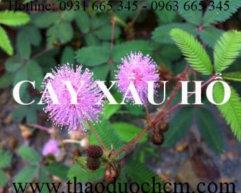 Mua bán cây xấu hổ tại huyện phú xuyên hỗ trợ trị suy nhược thần kinh