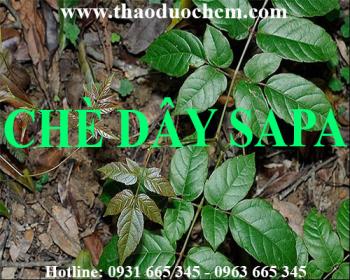 Mua bán cây chè dây tại huyện hoài đức giúp giải độc gan hiệu quả nhất