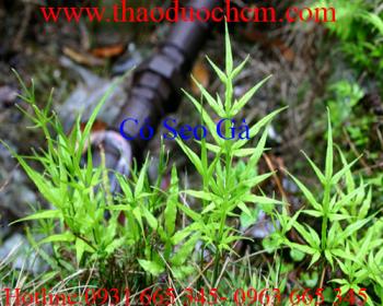 Mua bán cây cỏ seo gà tại quận 10 có tác dụng nhuận trường hiệu quả 