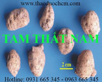 Mua củ tam thất nam ở đâu tại tp hcm ???