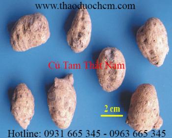 Mua bán củ tam thất nam tại quận 9 giúp điều trị thổ huyết tốt nhất