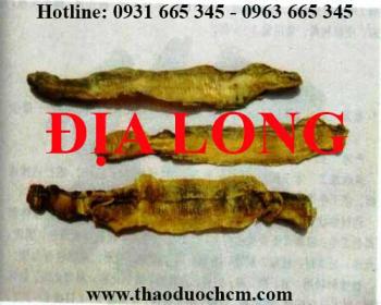 Mua bán địa long tại sơn tây hỗ trợ điều trị viêm thấp khớp hiệu quả