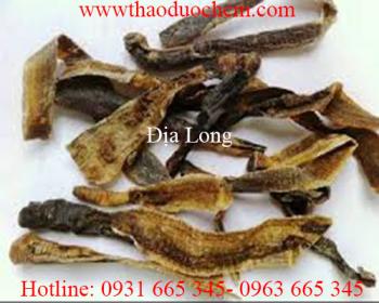 Mua bán địa long tại quận gò vấp hỗ trợ giúp thông độc hiệu quả nhất