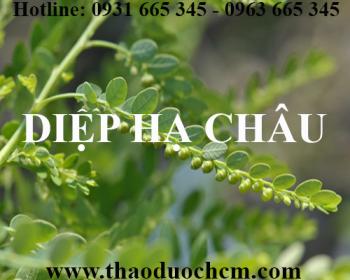 Mua bán diệp hạ châu tại huyện mỹ đức có tác dụng thanh nhiệt giải độc