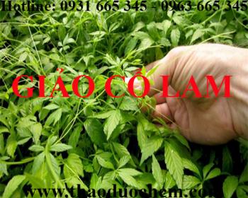 Mua bán giảo cổ lam tại quận long biên giúp giảm cân hiệu quả cao nhất