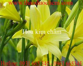 Mua bán hoa kim châm tại quận 9 có tác dụng lợi tiểu hiệu quả nhất