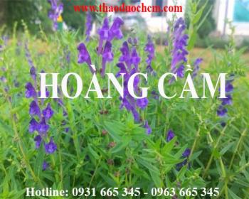 Mua bán hoàng cầm tại tp hcm uy tín chất lượng tốt nhất