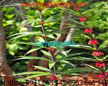 Mua bán cây hoàng tinh ở huyện củ chi hỗ trợ trị ho chất lượng nhất