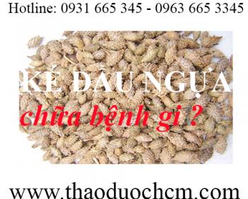 Mua bán ké đầu ngựa tại huyện chương mỹ giúp chữa xoang mũi rất tốt