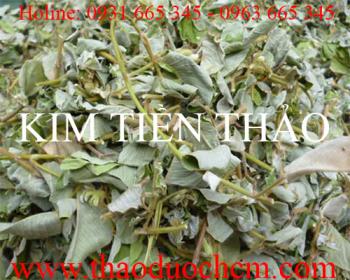 Mua bán kim tiền thảo tại quận ba đình giúp điều trị viêm thận tốt nhất