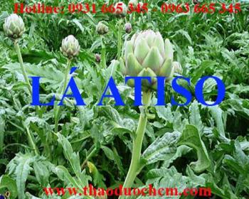 Mua bán lá atiso tại quận ba đình giúp thanh nhiệt giải độc hiệu quả nhất