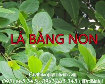 Mua bán lá bàng non tại quận 6 giúp điều trị viêm nướu răng tốt nhất