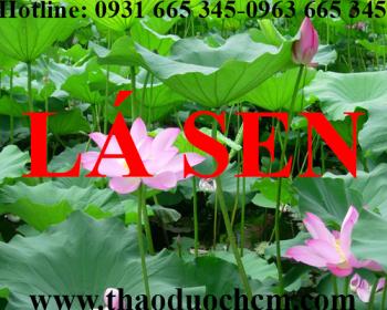 Mua bán lá sen tại quận hà đông hỗ trợ giúp lưu thông máu hiệu quả